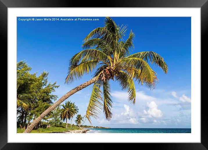 Palm tree overhanging the beach Framed Mounted Print by Jason Wells