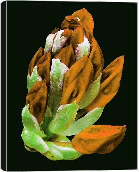 Rare Orange Colored Rhododendron  Canvas Print by james balzano, jr.