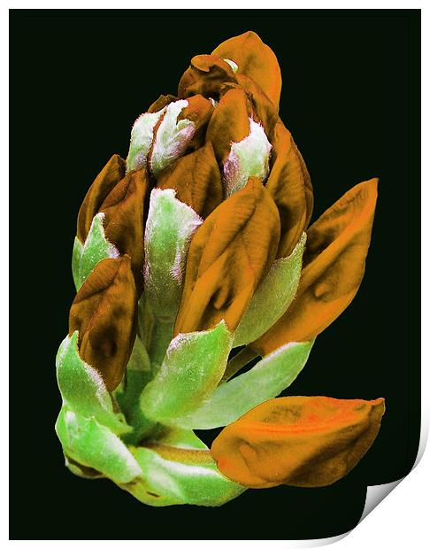 Rare Orange Colored Rhododendron  Print by james balzano, jr.