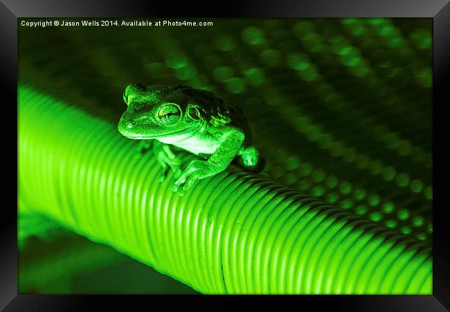 Coqui frog in Cuba Framed Print by Jason Wells