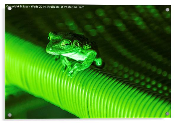 Coqui frog in Cuba Acrylic by Jason Wells