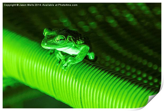 Coqui frog in Cuba Print by Jason Wells