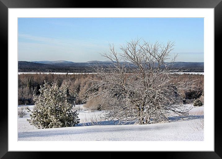 Winter in Maine Framed Mounted Print by Jean Scott