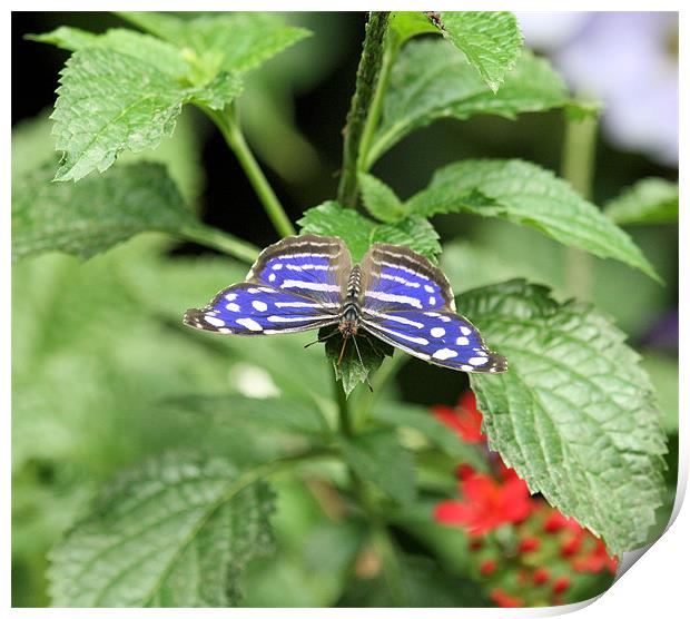 Blue and white spot butterfly Print by Ruth Hallam