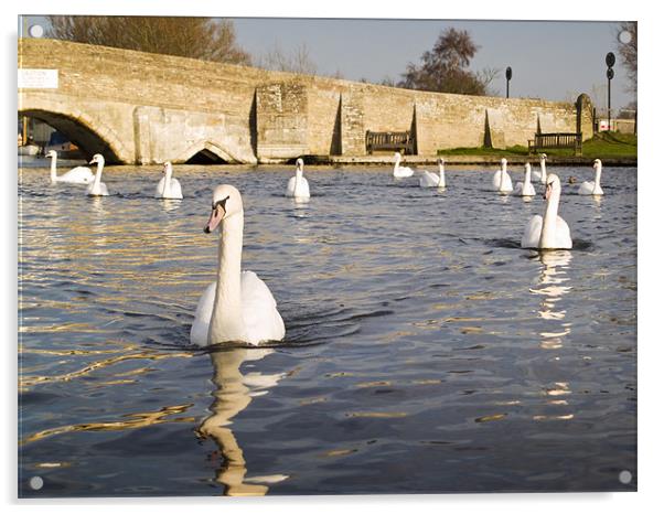 Swans at Potter Heigham Bridge Acrylic by Stephen Mole