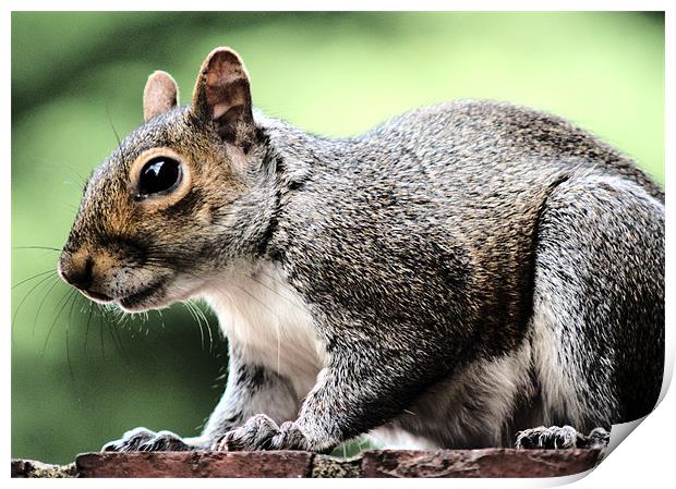 Squirrel feeding Print by Dave Windsor