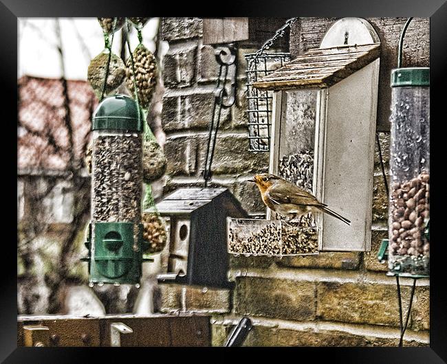 Feeding Robin HDR Framed Print by Dave Windsor