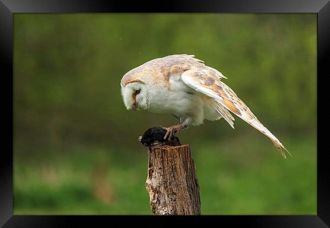  Barn owl contemplates lunch Framed Print by Ian Duffield