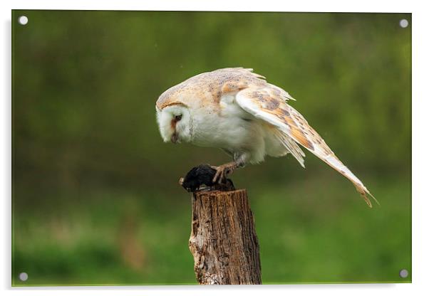  Barn owl contemplates lunch Acrylic by Ian Duffield