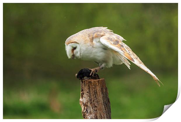  Barn owl contemplates lunch Print by Ian Duffield