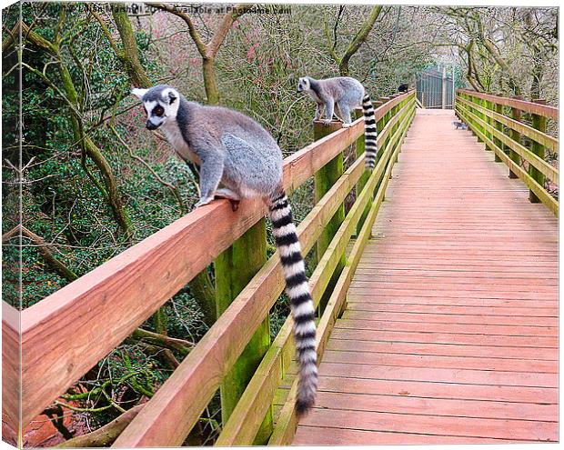 Ring Tailed Lemurs. Canvas Print by Lilian Marshall