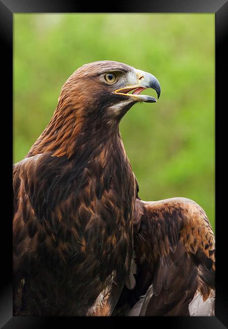  Golden eagle portrait Framed Print by Ian Duffield