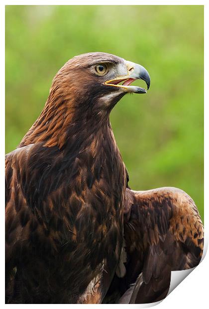  Golden eagle portrait Print by Ian Duffield