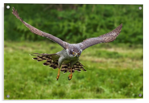  Goshawk swooping in Acrylic by Ian Duffield