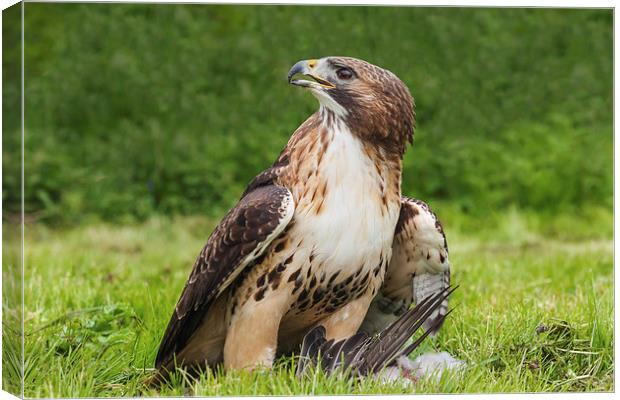  Red-tailed hawk with pigeon Canvas Print by Ian Duffield