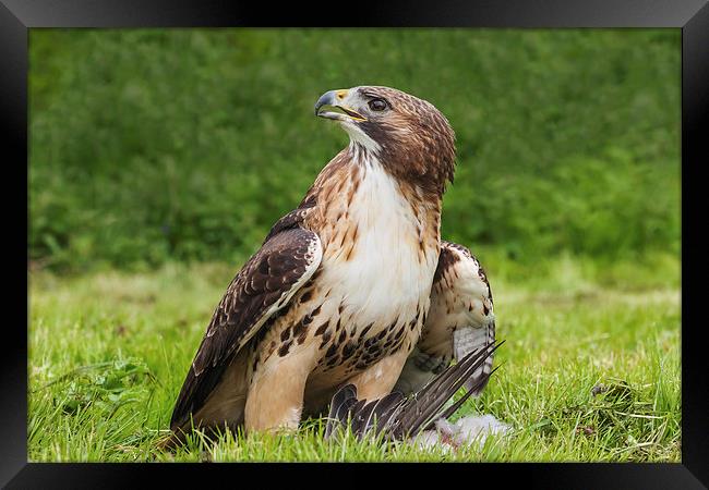  Red-tailed hawk with pigeon Framed Print by Ian Duffield