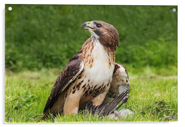  Red-tailed hawk with pigeon Acrylic by Ian Duffield