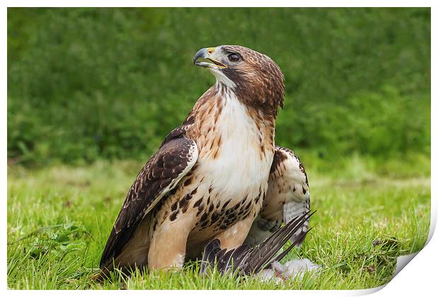  Red-tailed hawk with pigeon Print by Ian Duffield