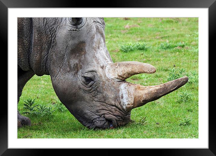  White rhinoceros head and shoulders Framed Mounted Print by Ian Duffield