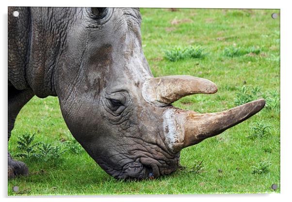  White rhinoceros head and shoulders Acrylic by Ian Duffield