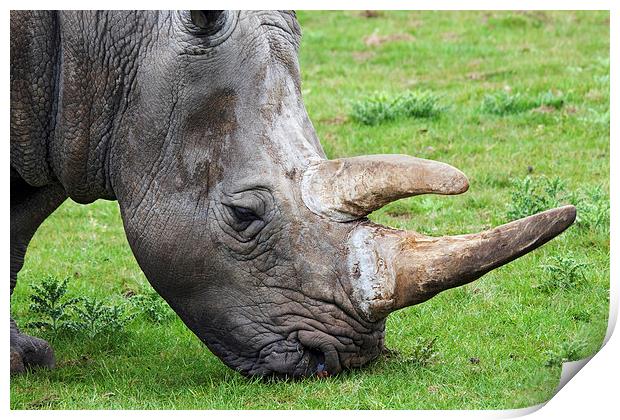  White rhinoceros head and shoulders Print by Ian Duffield