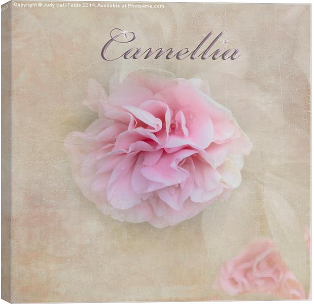  Camellia Canvas Print by Judy Hall-Folde