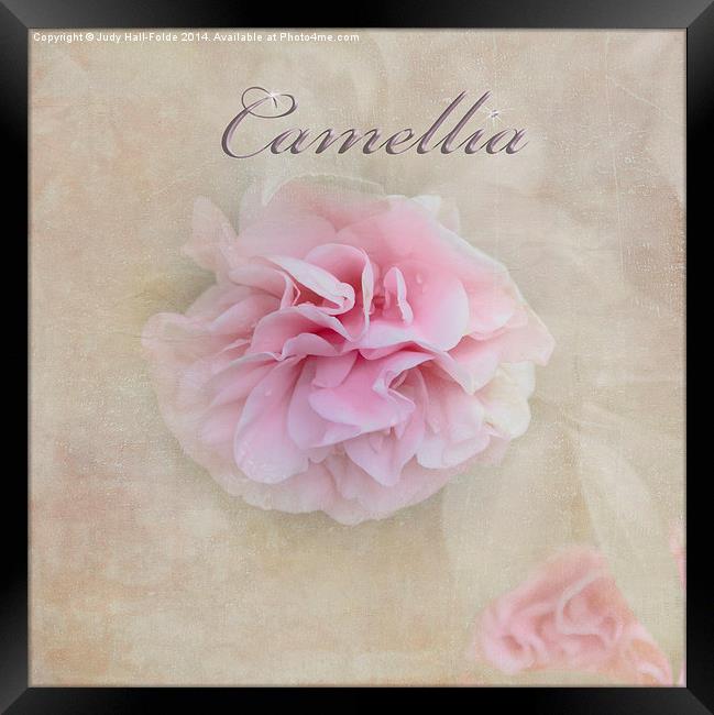  Camellia Framed Print by Judy Hall-Folde