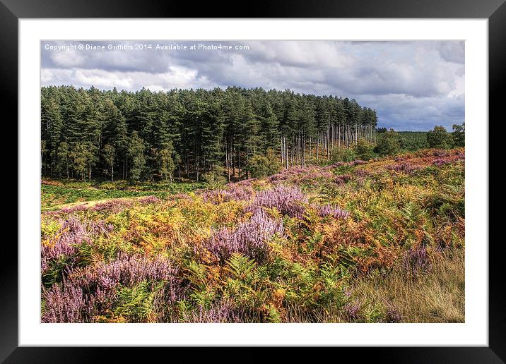   Cannock Chase Framed Mounted Print by Diane Griffiths