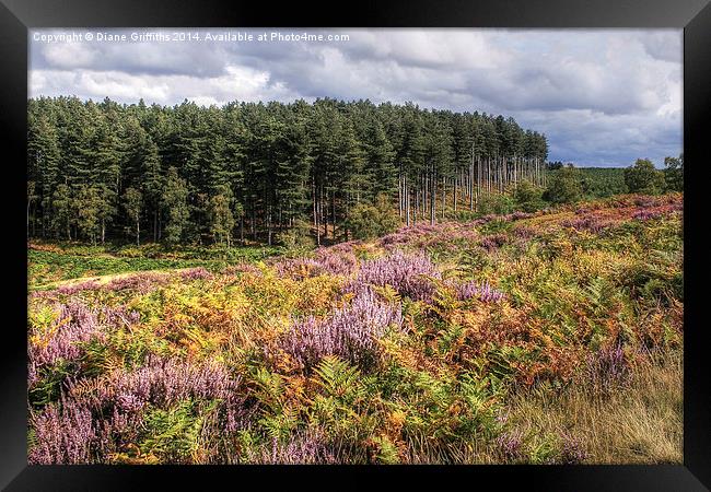   Cannock Chase Framed Print by Diane Griffiths