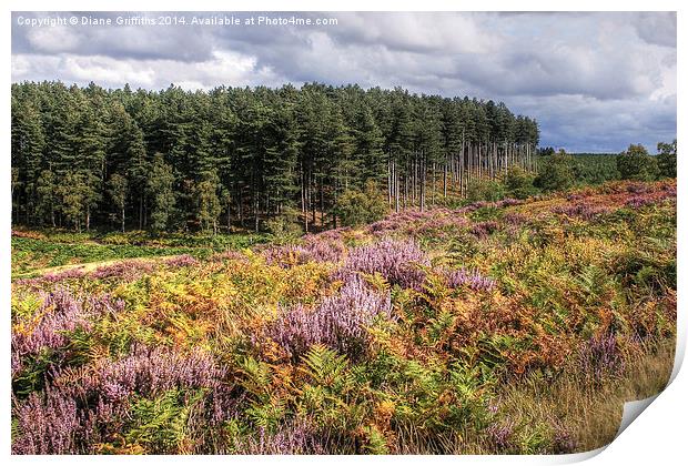   Cannock Chase Print by Diane Griffiths