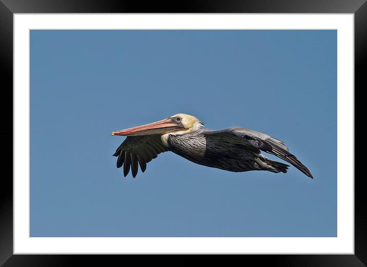  Pelican flight Framed Mounted Print by Val Saxby LRPS