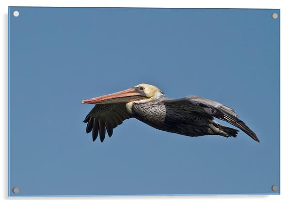  Pelican flight Acrylic by Val Saxby LRPS