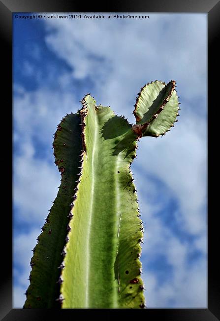  A large cactus in Tenerife Framed Print by Frank Irwin