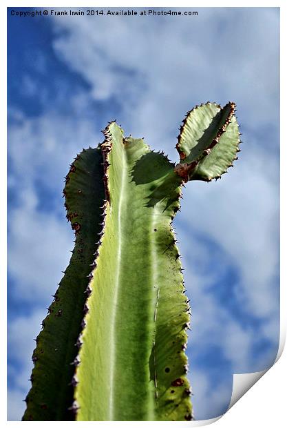  A large cactus in Tenerife Print by Frank Irwin