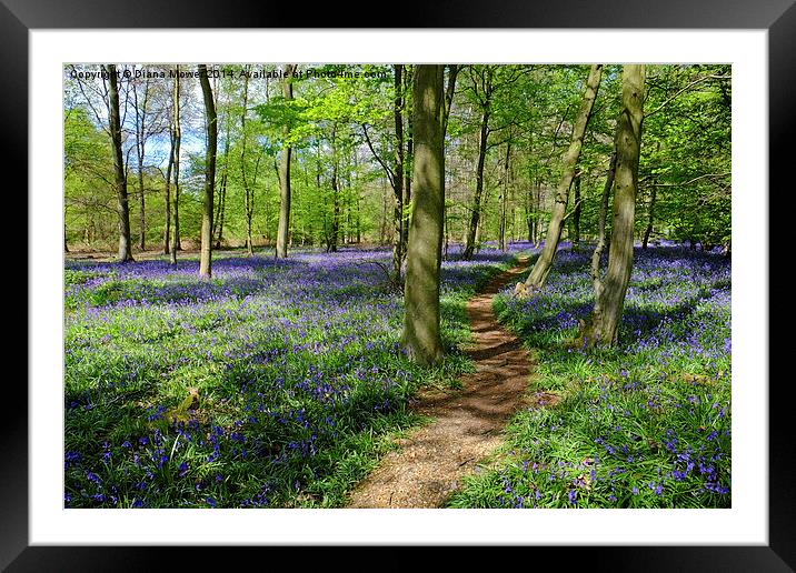  Bluebell  Path Framed Mounted Print by Diana Mower