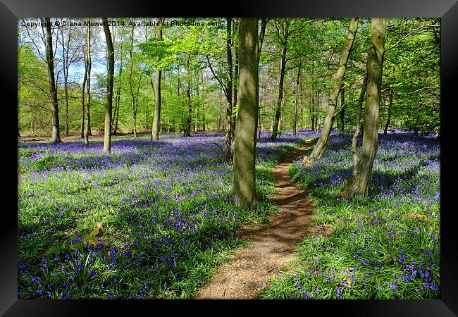  Bluebell  Path Framed Print by Diana Mower