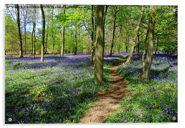  Bluebell  Path Acrylic by Diana Mower