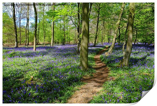  Bluebell  Path Print by Diana Mower