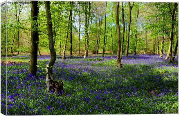 Bluebell  Wood  Canvas Print by Diana Mower