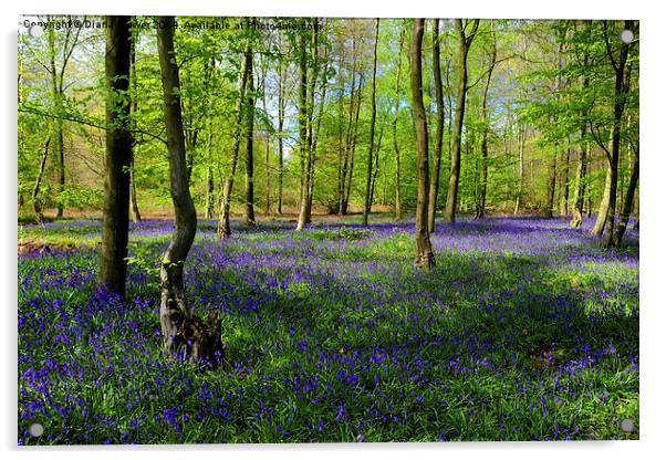 Bluebell  Wood  Acrylic by Diana Mower