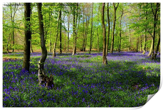 Bluebell  Wood  Print by Diana Mower