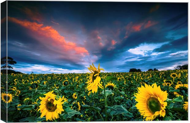  Sunflowers Canvas Print by Dave Hudspeth Landscape Photography