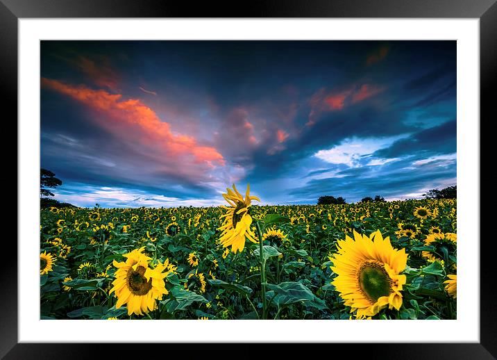  Sunflowers Framed Mounted Print by Dave Hudspeth Landscape Photography