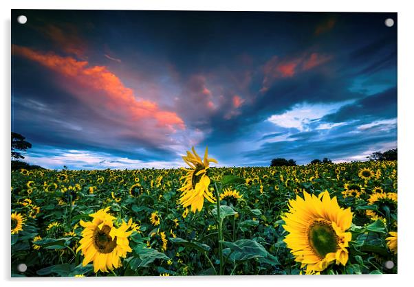  Sunflowers Acrylic by Dave Hudspeth Landscape Photography