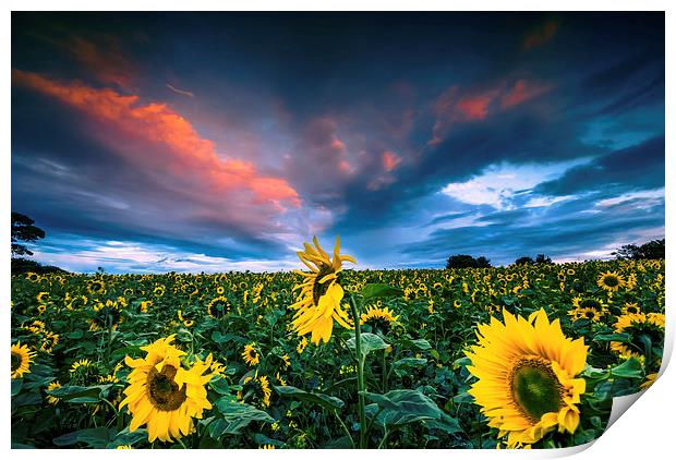  Sunflowers Print by Dave Hudspeth Landscape Photography