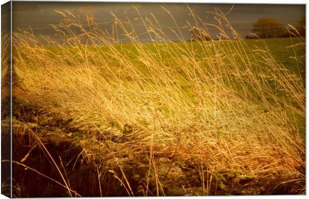  Golden Grasses. Canvas Print by Heather Goodwin