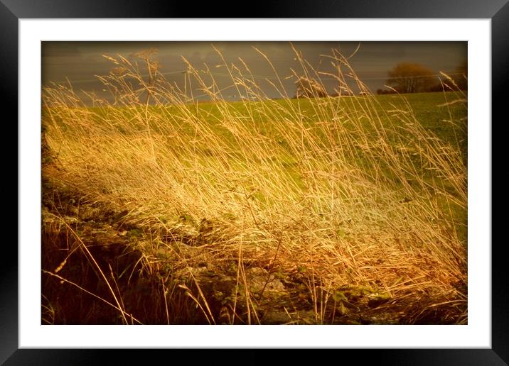  Golden Grasses. Framed Mounted Print by Heather Goodwin
