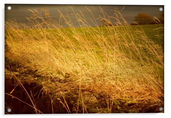  Golden Grasses. Acrylic by Heather Goodwin