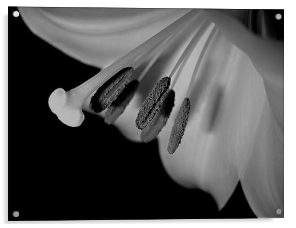 Easter Lilly - Lilium Candidum Acrylic by Radovan Chrenko