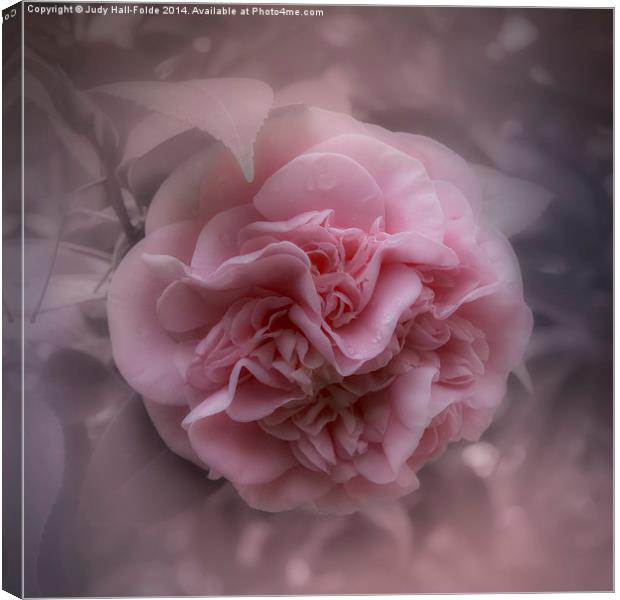  Pink Camellia Canvas Print by Judy Hall-Folde